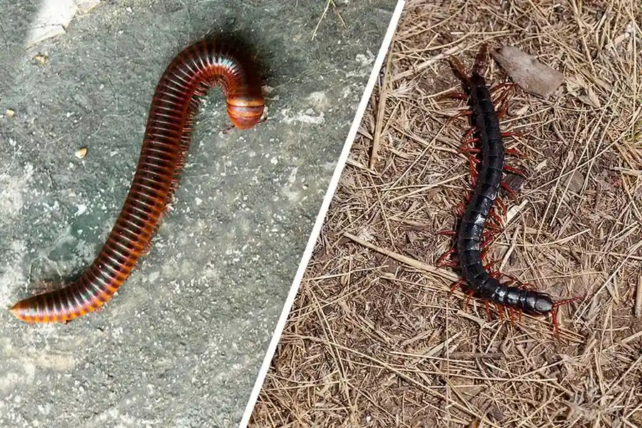 a picture with zoomed in view of millipede and centipede