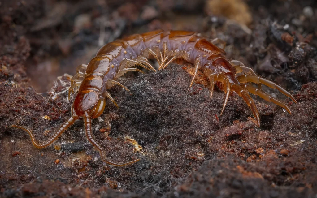 close up of Brown Centipede (Lithobius forficatus)