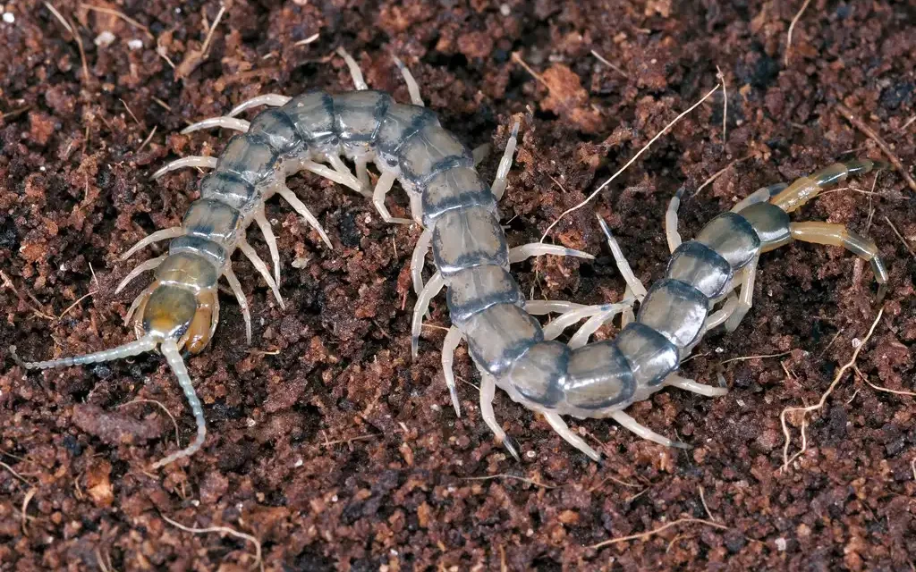 close up of Florida Blue Centipede (Hemiscolopendra marginata)