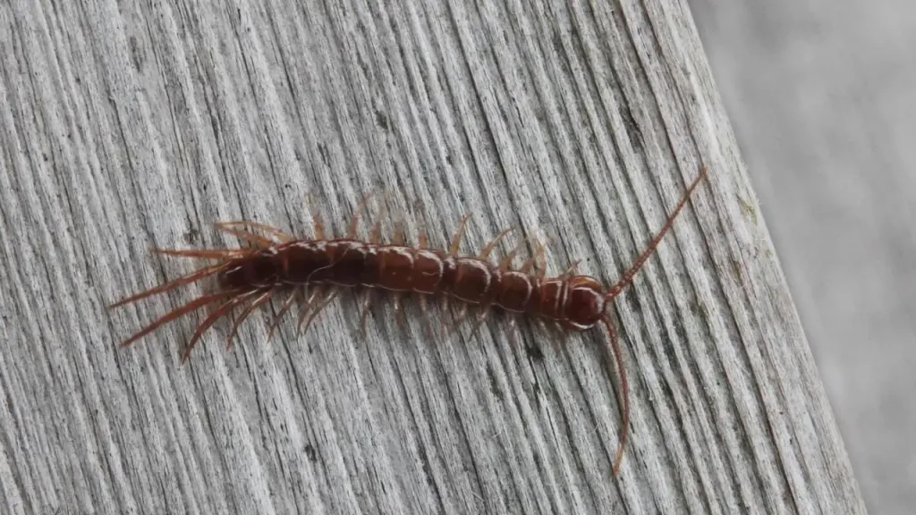 stone centipede on a gray surface