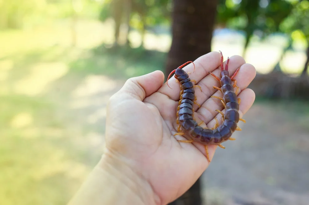 view of a hand holding brown centipede