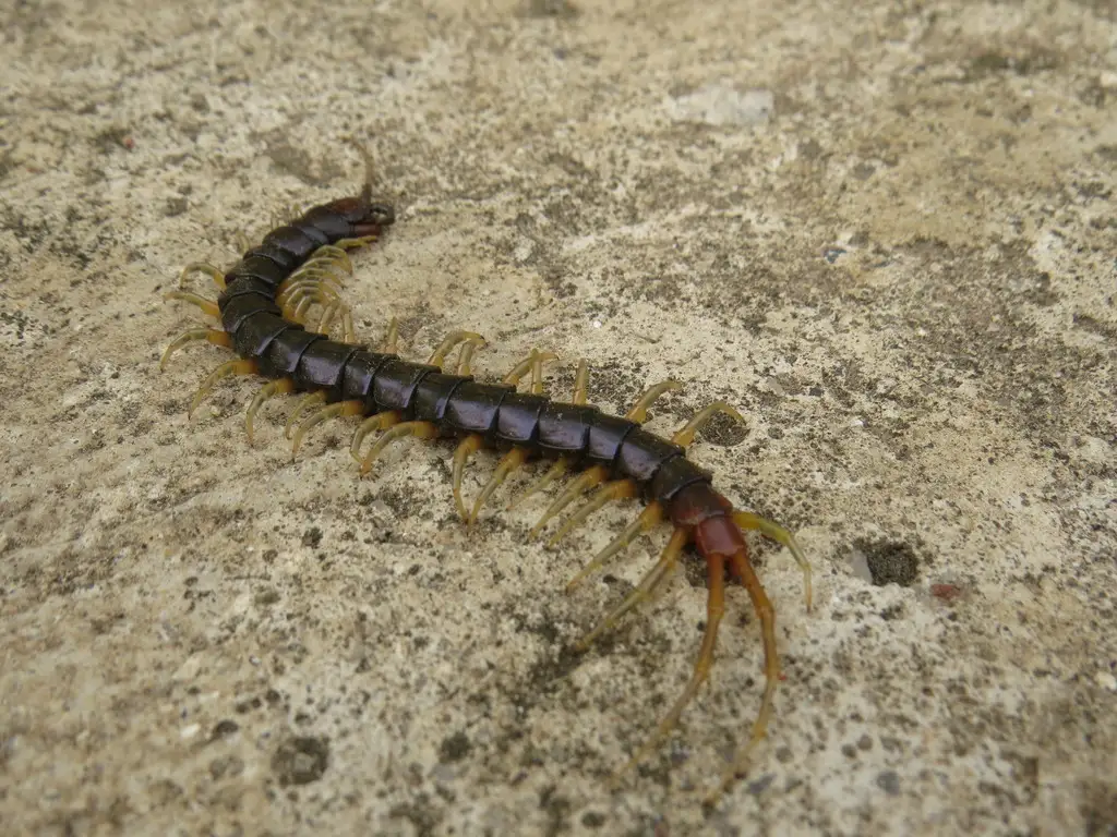 zoomed in view of Southern Centipede (Rhysida longipes)