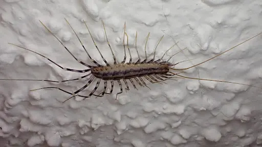 zoomed in view of house centipede
