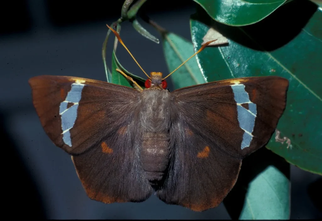A close-up of a butterfly from the Hesperiidae family, displaying its brown wings with blue markings and feathery antennae.