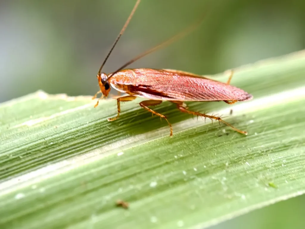 A close-up of a flying roach perched on a green leaf, showing its distinct reddish-brown body and long antennae.