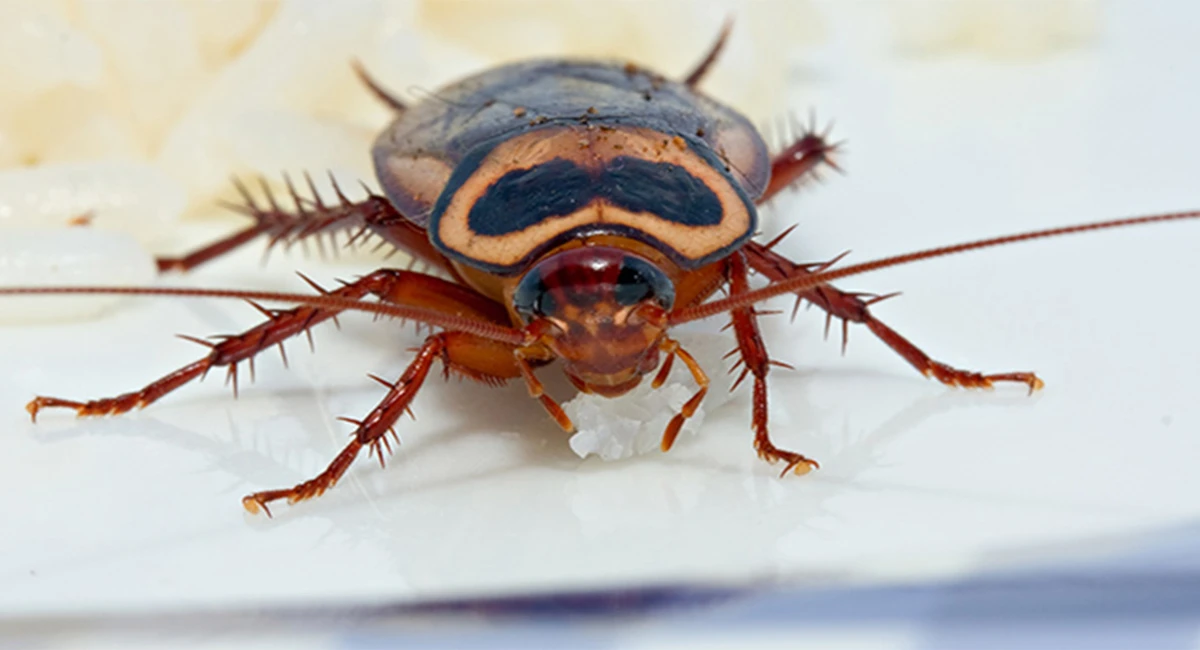 A close-up of a cockroach with distinctive markings on its back, feeding on a piece of rice.