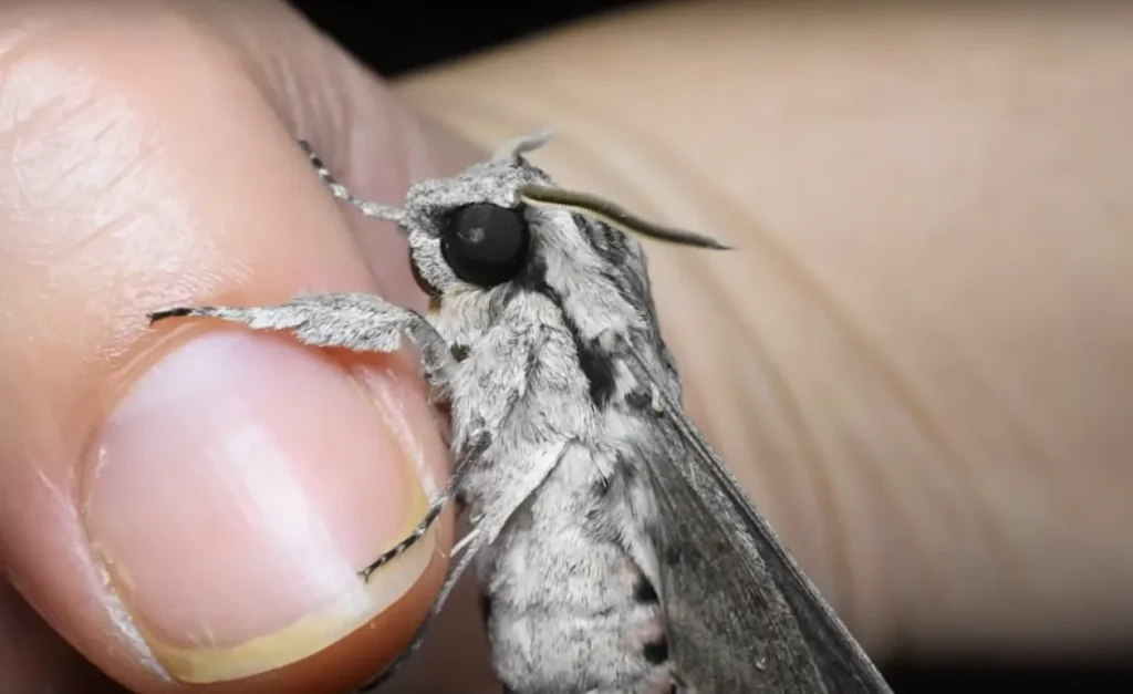 A close-up of a moth perched on a person's finger, showcasing its feathery antennae and detailed wing structure.
