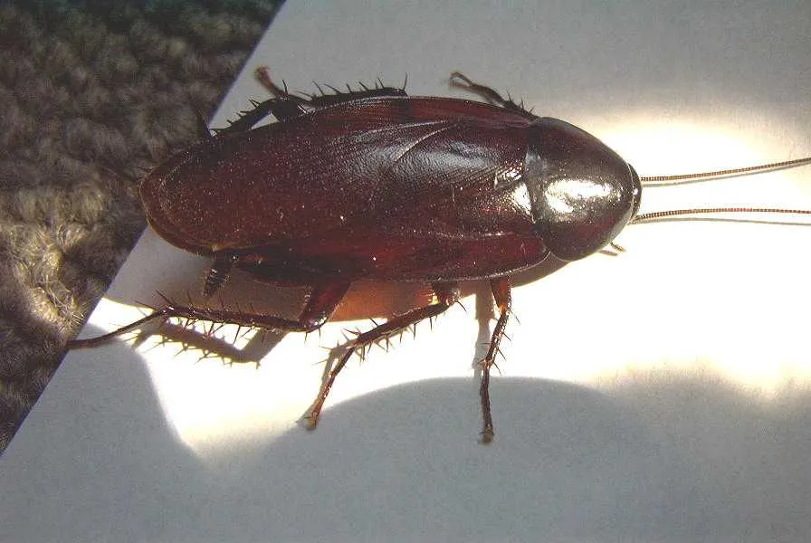 A close-up of a smoky brown cockroach on a white surface, showing its dark brown body, long antennae, and spiny legs.