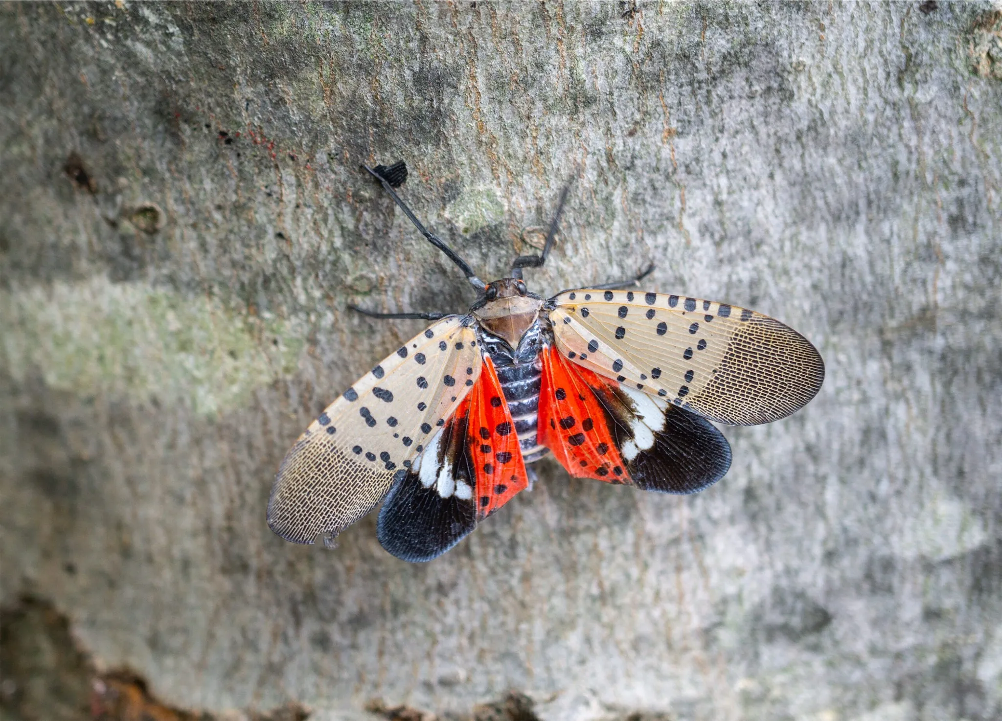 A spotted lanternfly with red and black wings perched on a tree bark.