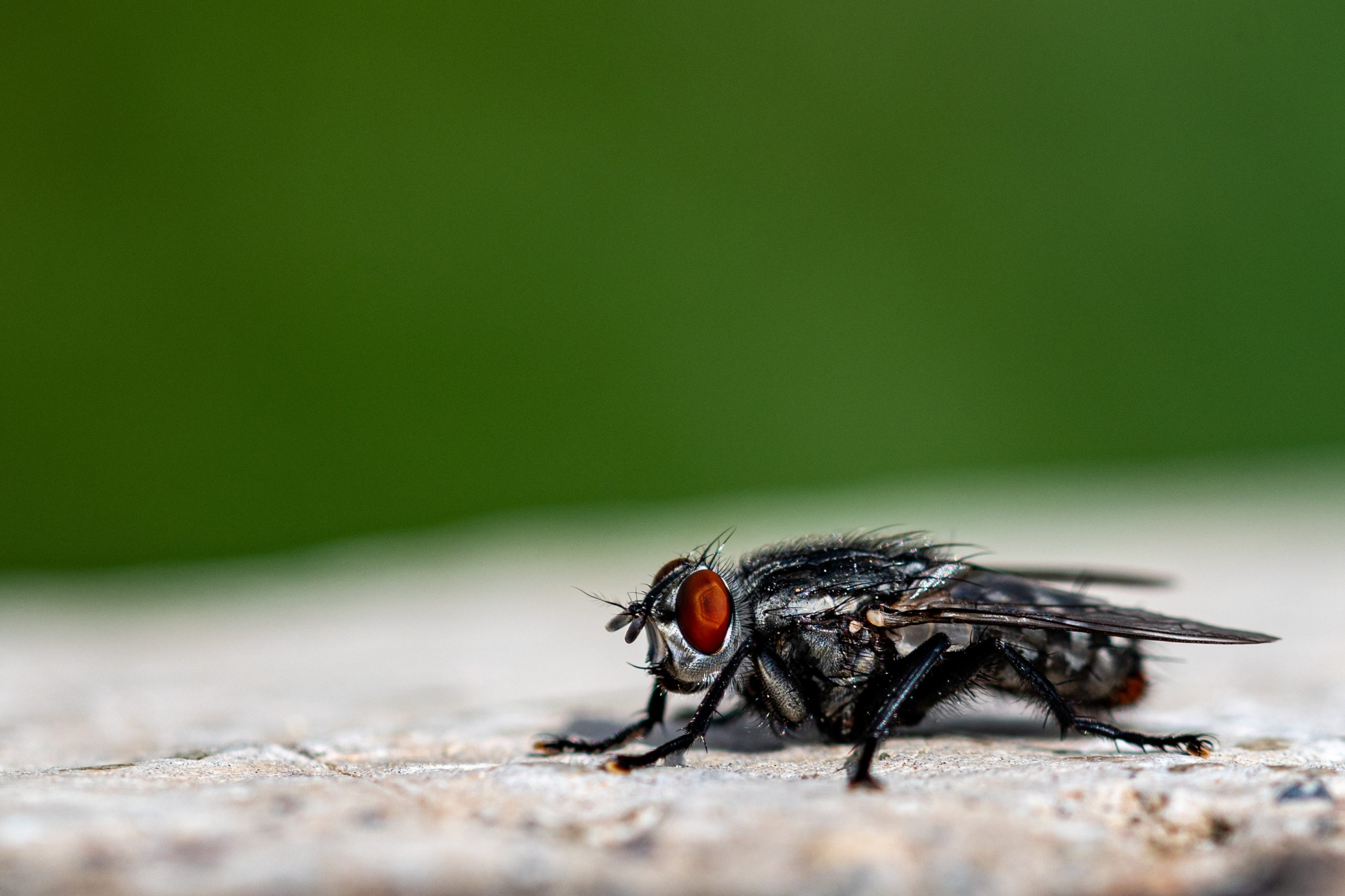 Close-up macro shot of a housefly with red eyes resting on a stone surface – pest control for offices fly infestation