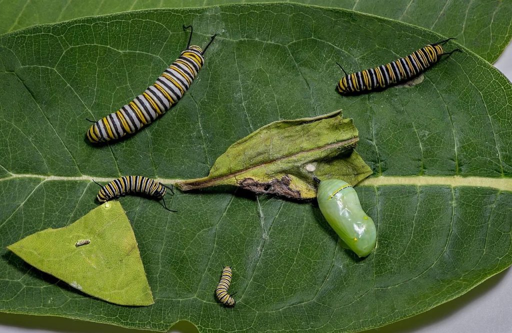 Monarch butterfly caterpillars in various stages of development on green leaves, including the chrysalis stage.