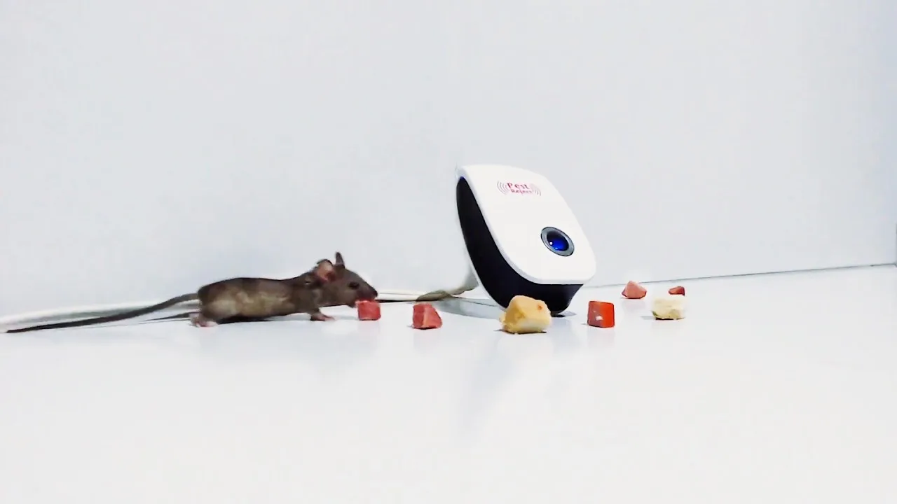 Mouse near ultrasonic pest repeller device with food nearby.