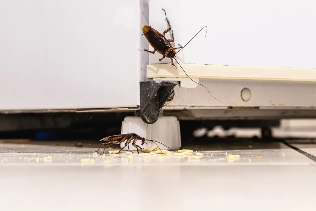 Two cockroaches near a refrigerator, one climbing and the other feeding on crumbs.