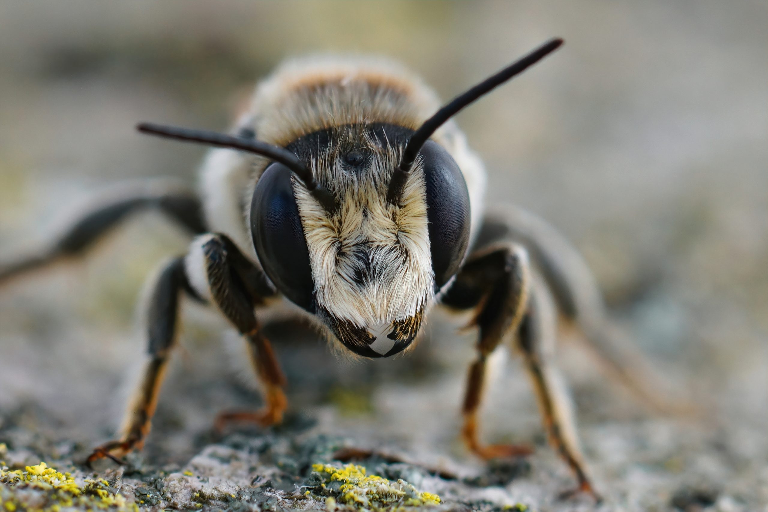 frontal-closeup-male-whitesectioned leafcutter bee (Megachile albisecta)