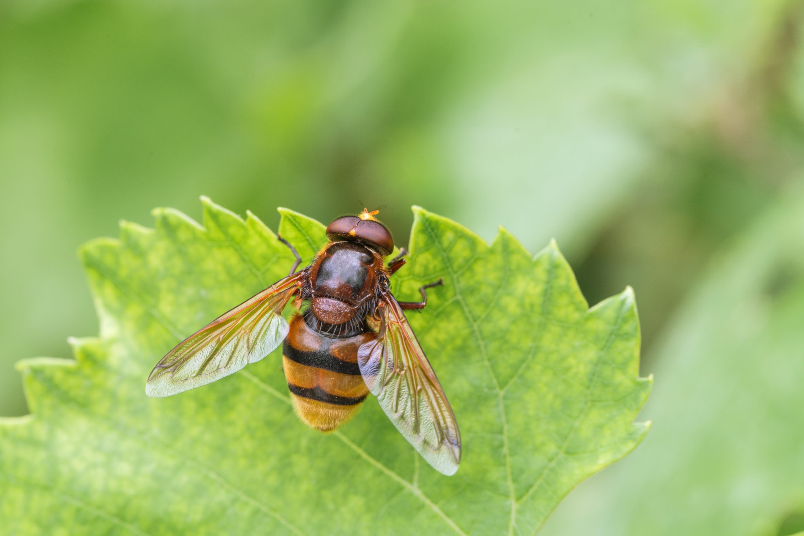 Hornet mimic hoverfly, Volucella zonaria, a Batesian mimic, resting on a leaf, striped abdomen prominent, Valle del Anapo, Sicily, Italy