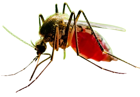mosquitoes