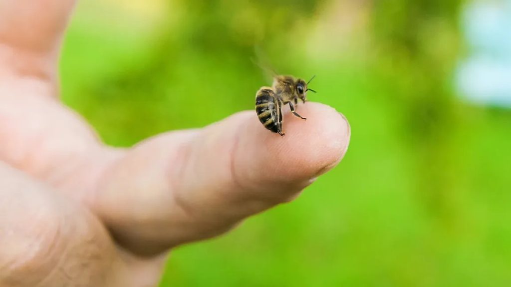 Bee perched on a person’s fingertip.
