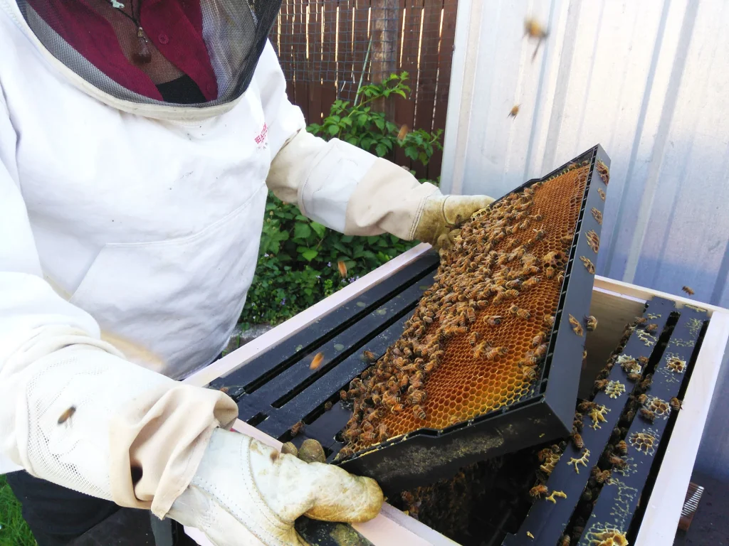 Beekeeper inspecting a honeycomb frame covered with bees.