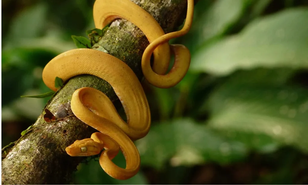 Bright yellow snake coiled around a tree branch in a forest setting.