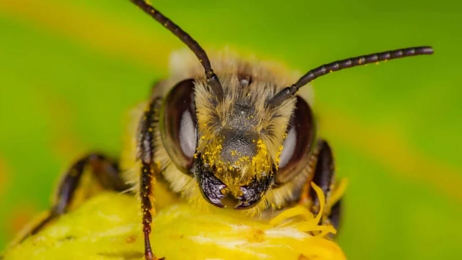 Close-up of a bee covered in yellow pollen.