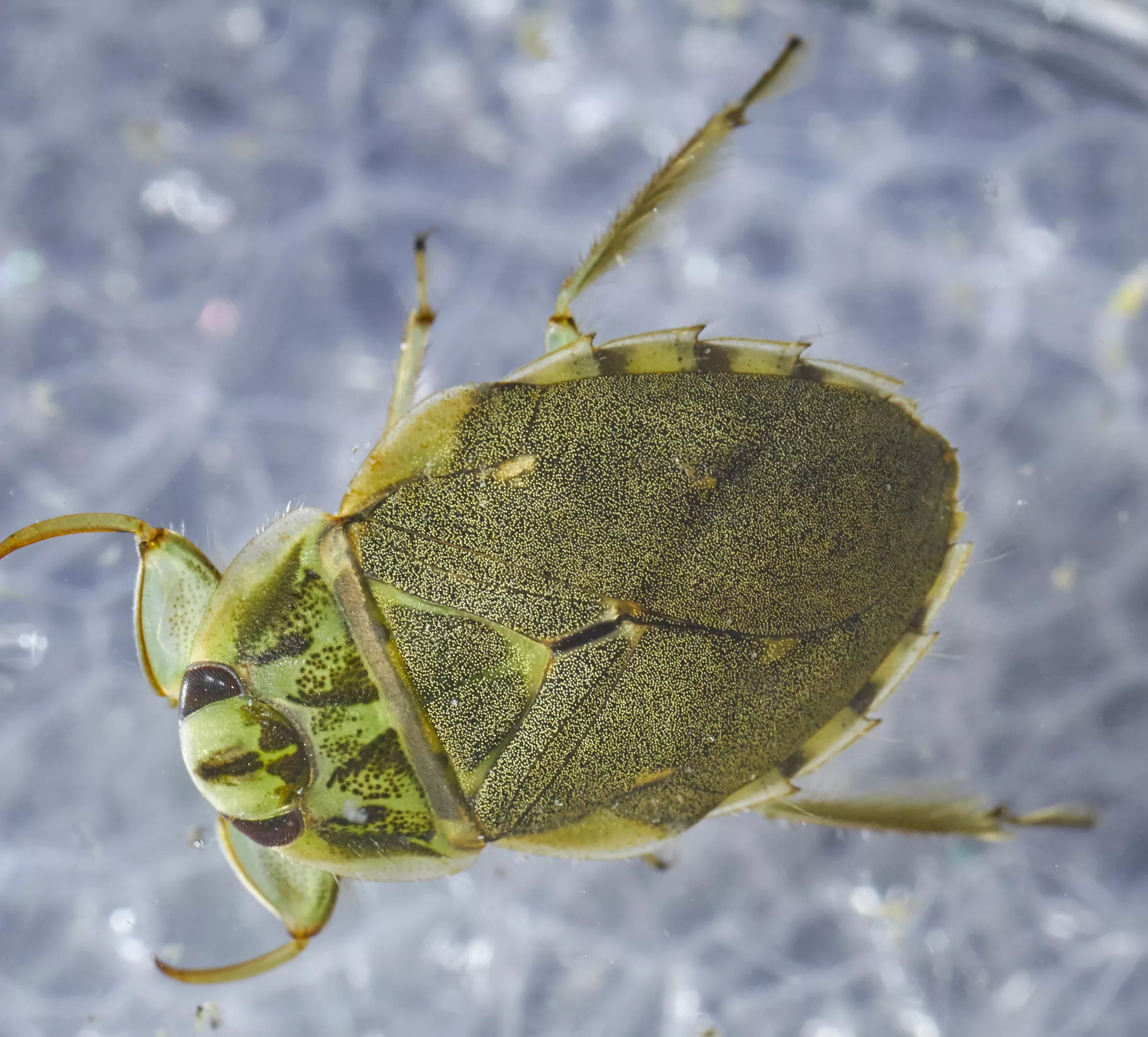 Pest control Coconut Creek top-down macro view of olive green creeping water bug on reflective water surface