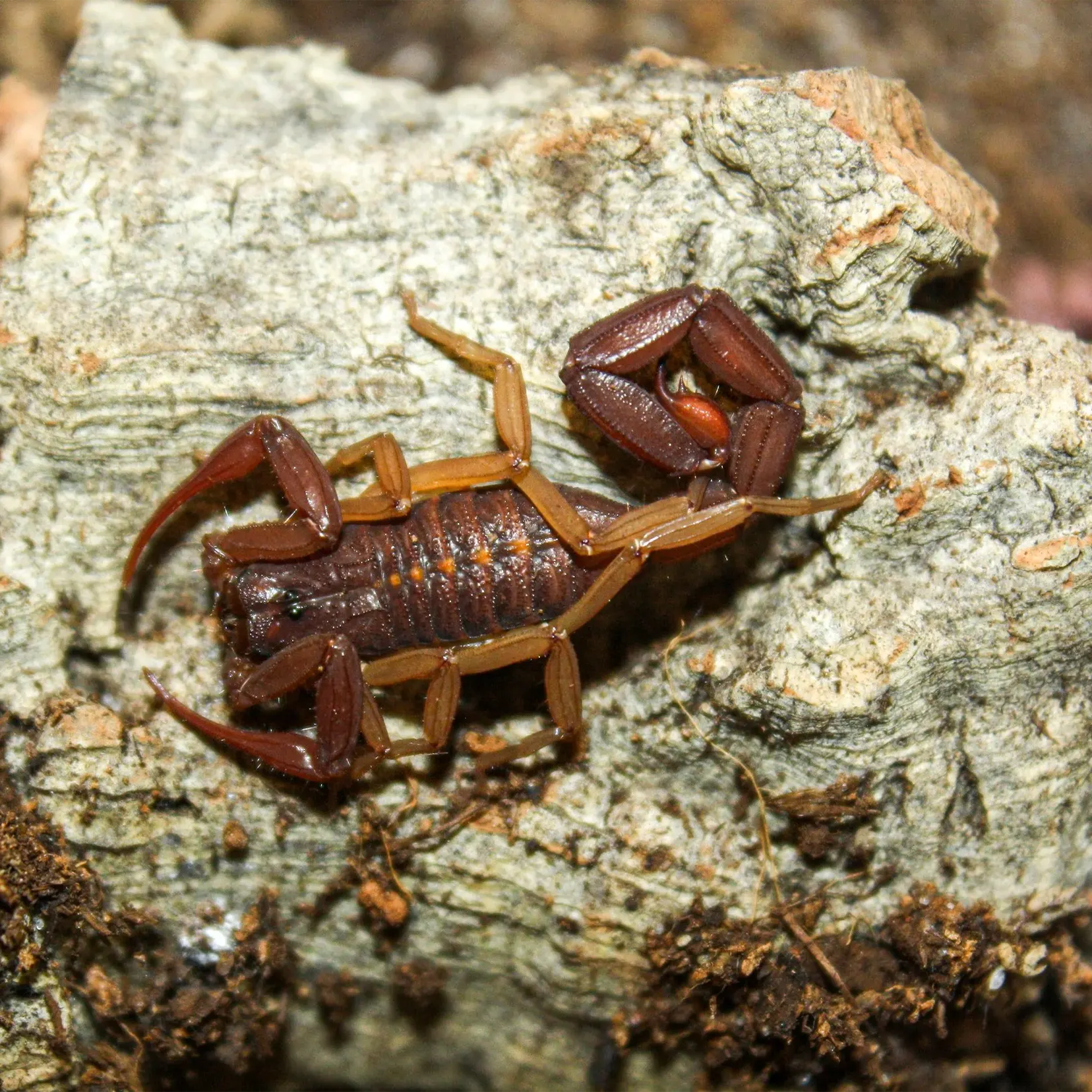 Dania, Florida Bark Scorpions pest control