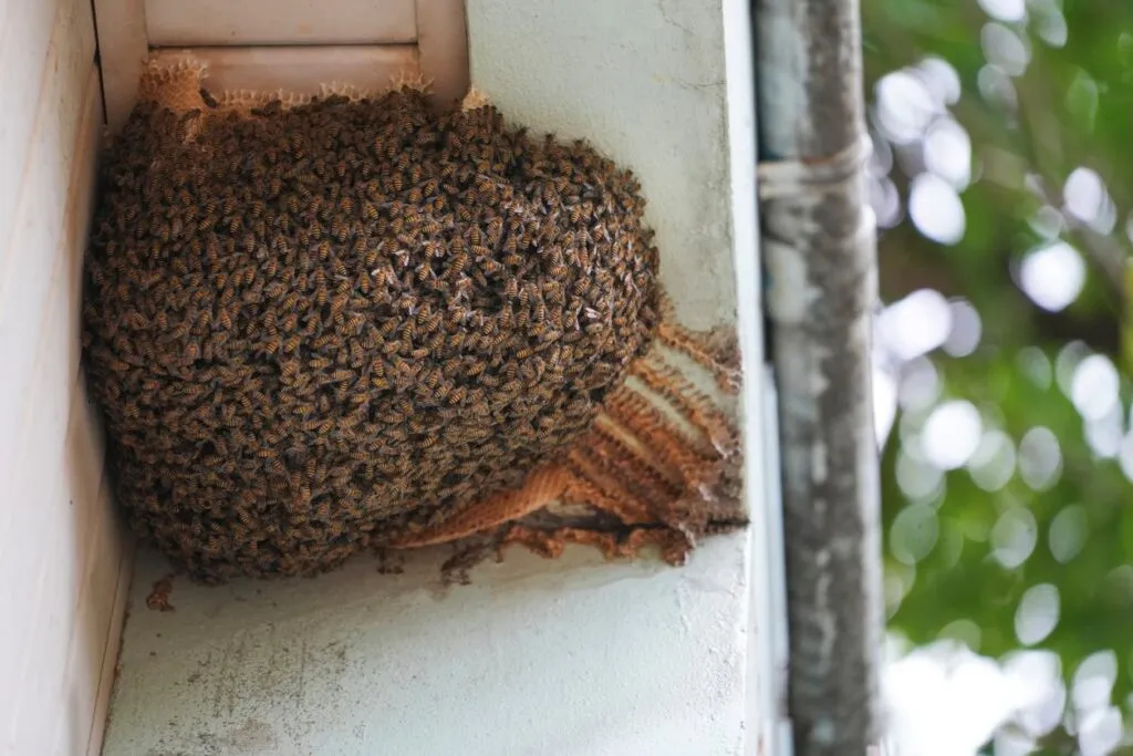 Large bee nest attached to the side of a house.