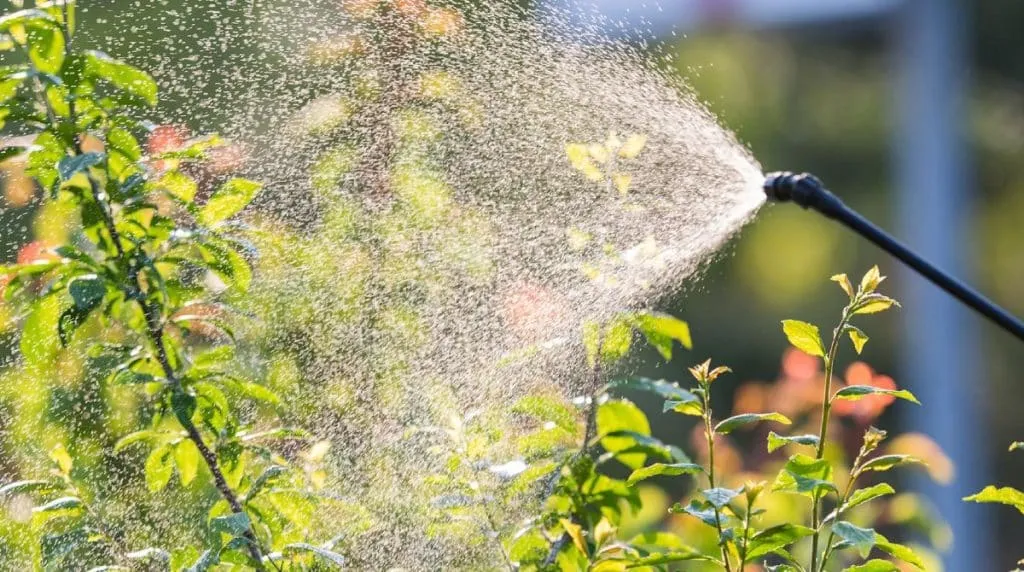 Spraying a tree with pesticide for summer pest control.