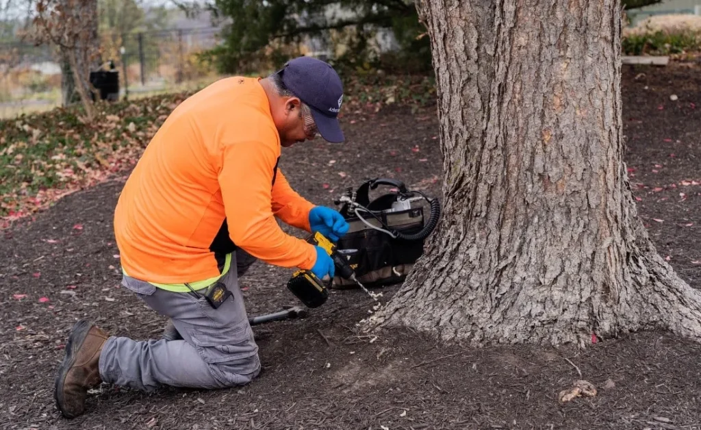 Technician in safety gear drilling into a tree trunk for pest treatment.