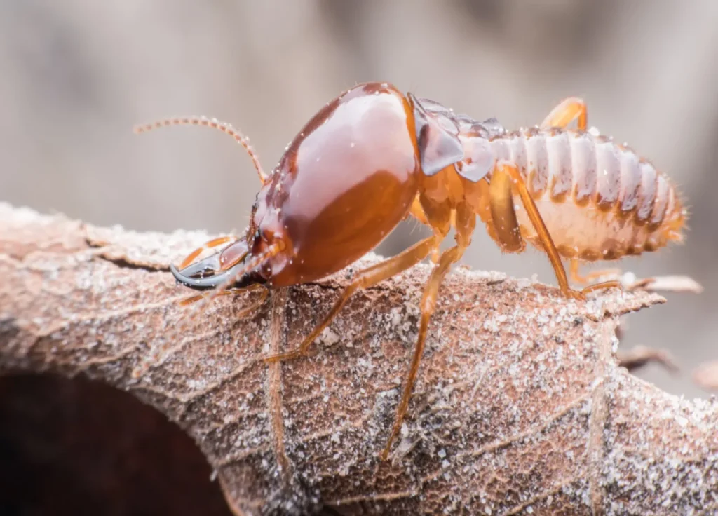 Termite close-up on damaged wood