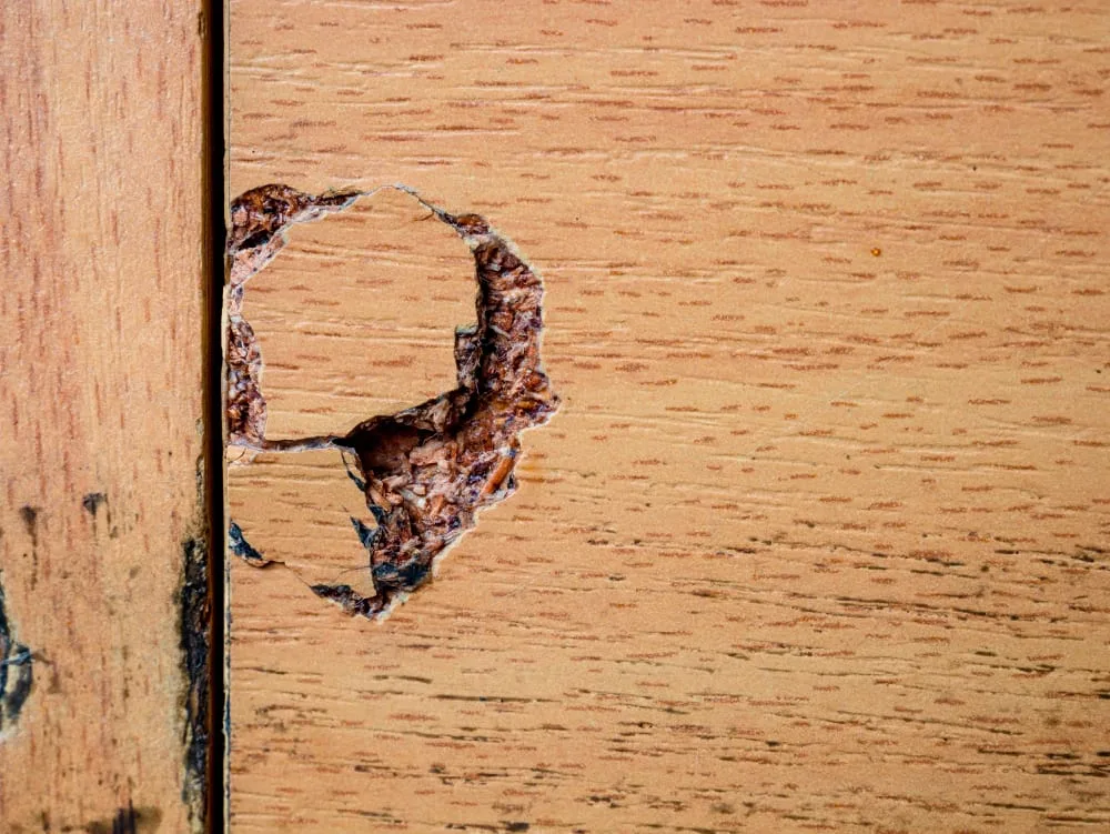 Termite hole damage in wooden furniture