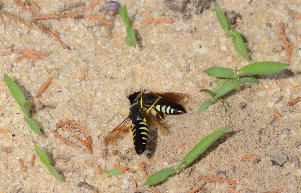 Two wasps on sandy ground near a small nest hole.