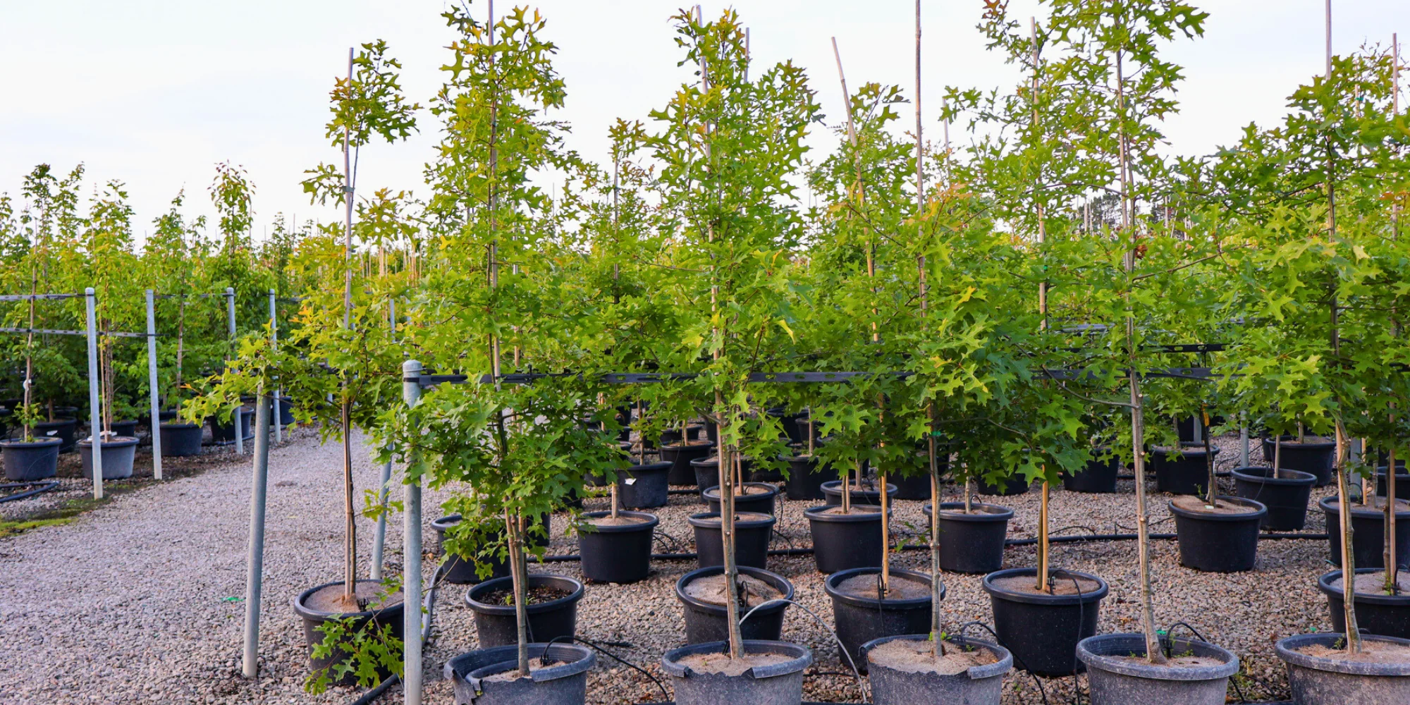 Young trees in pots at a nursery, supported with stakes and arranged in rows for growth.