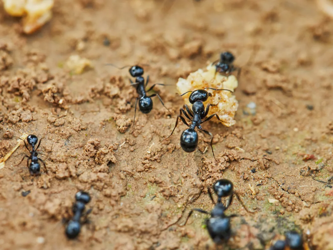 ant pest control in Sunrise, Florida