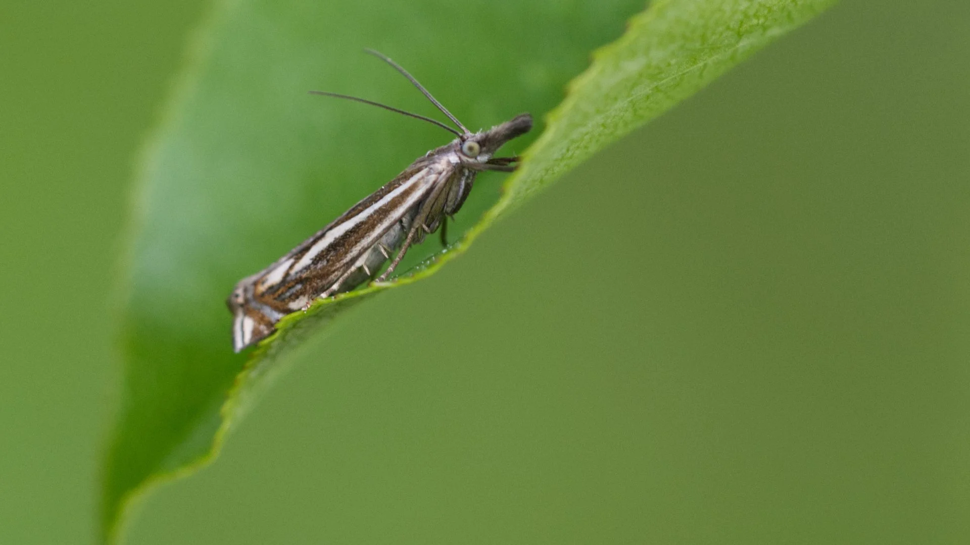 Pest control West Palm Beach extreme close-up of small gnat or midge insect perched on green plant stem