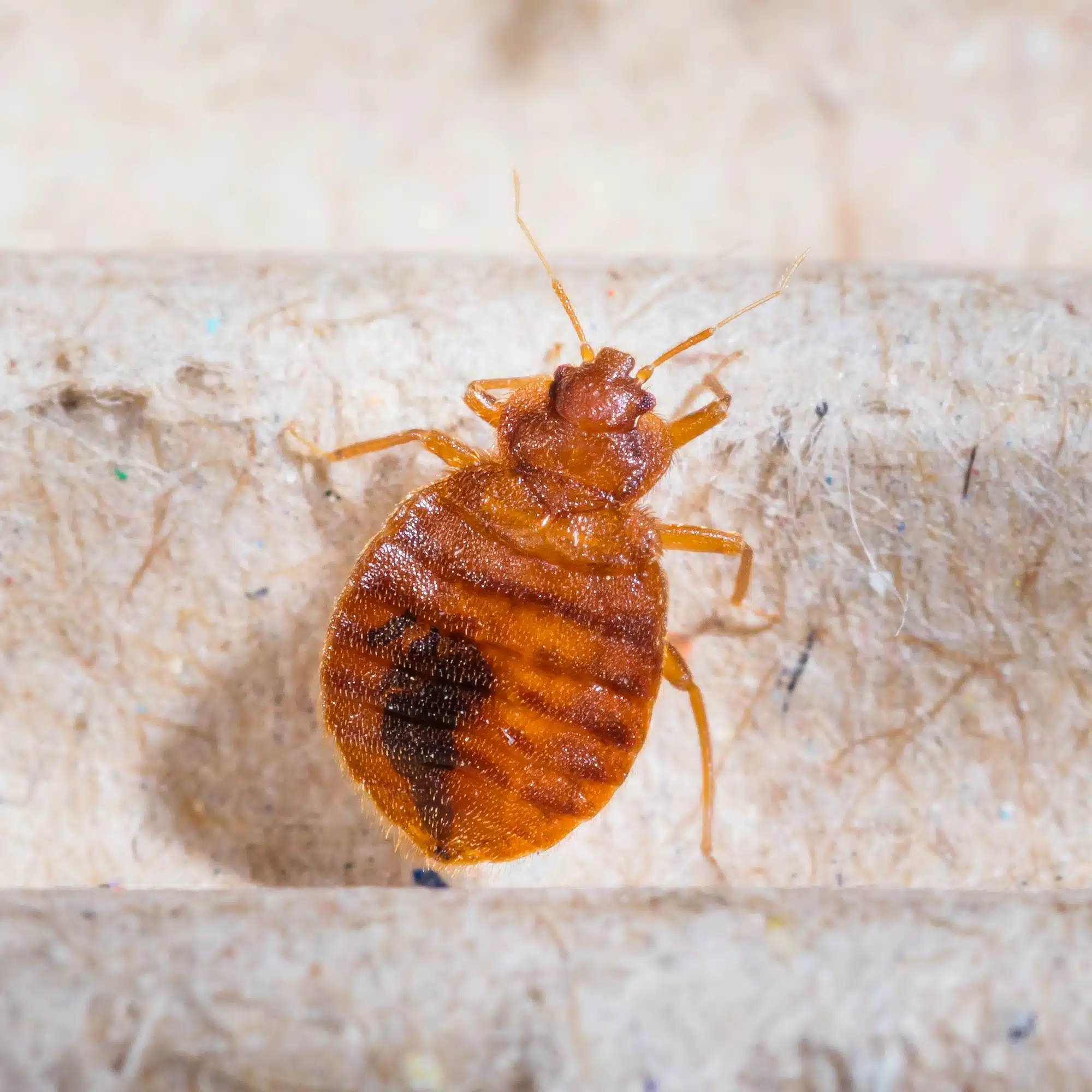 bed bugs in cars