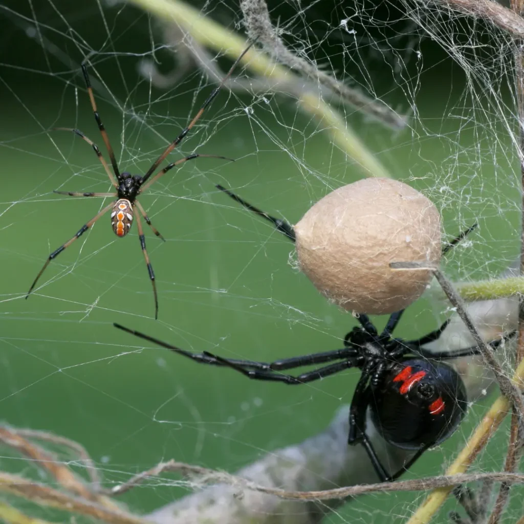 black widow spider flipped