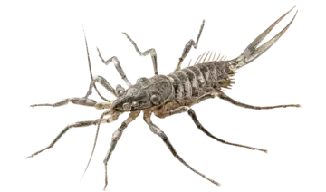 silverfish