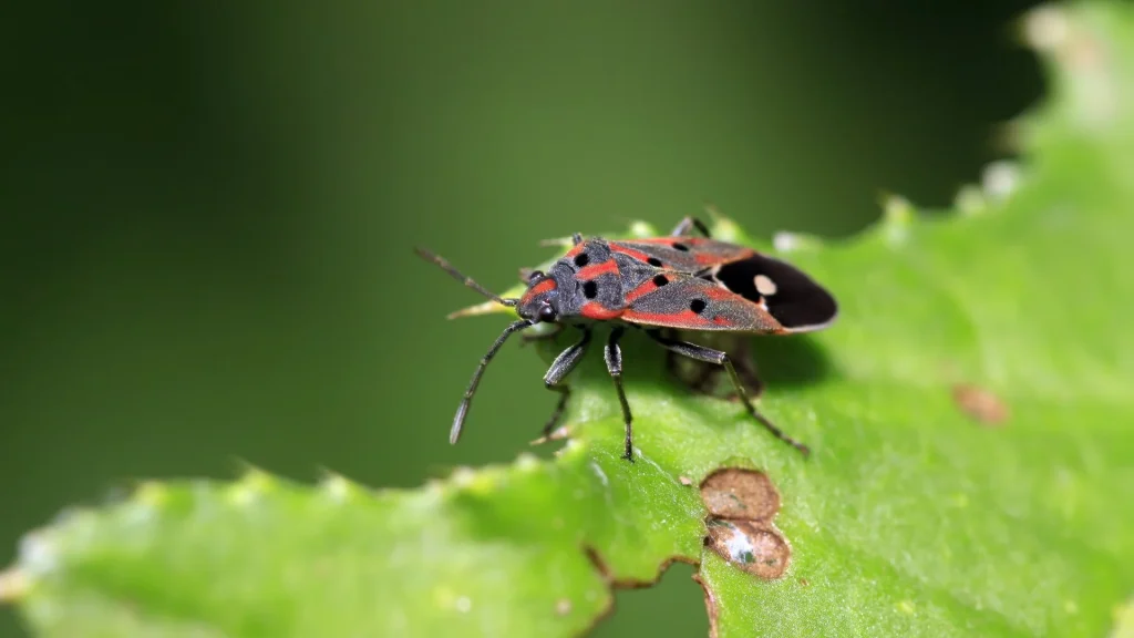 chinch bug on a leaf