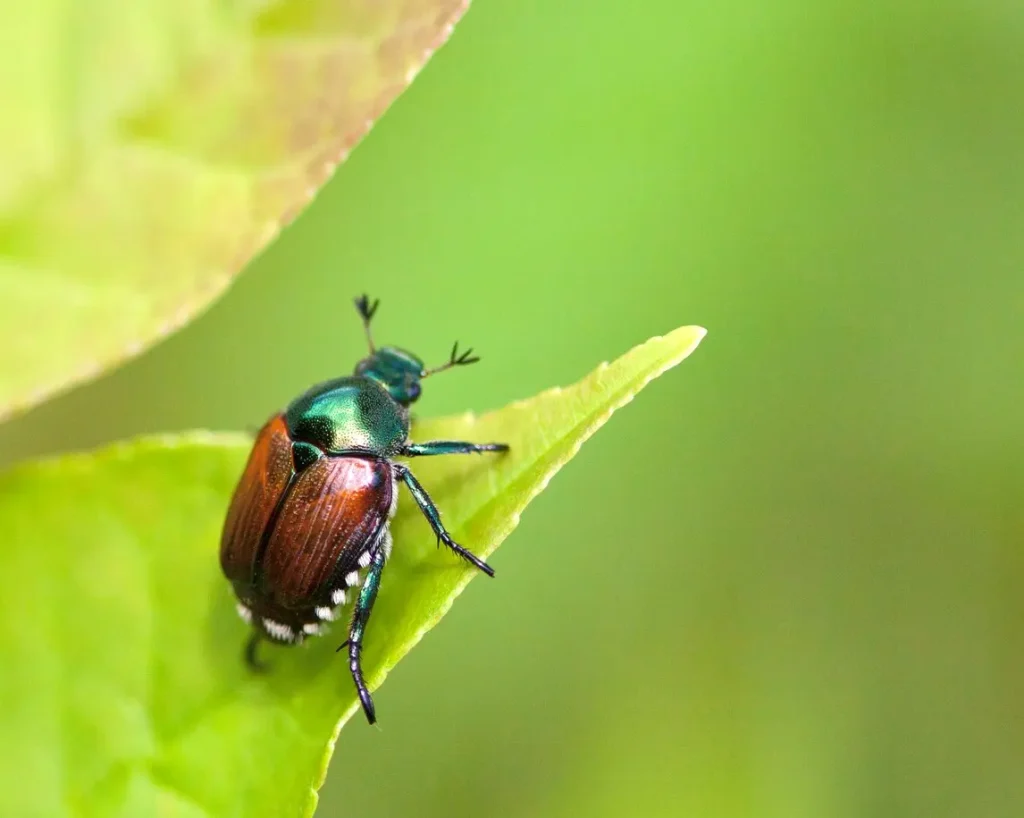 japanese beetle