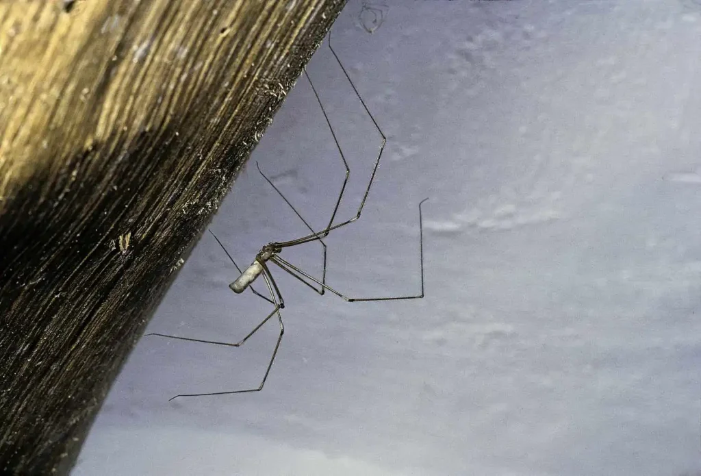 A close view of a spider hanging