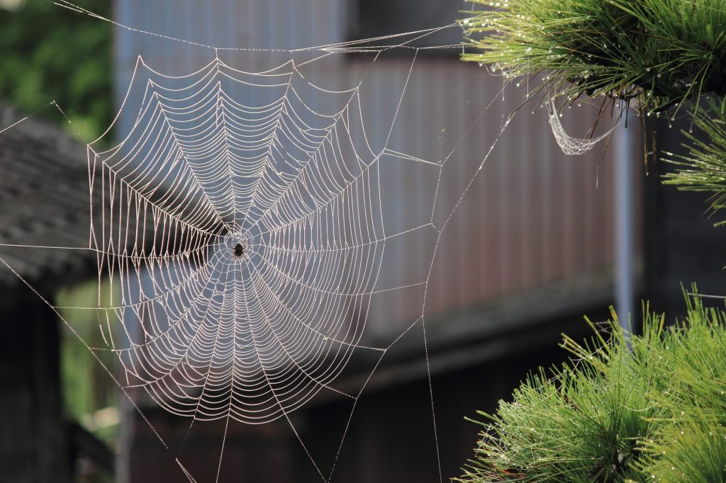 A close view of spider web