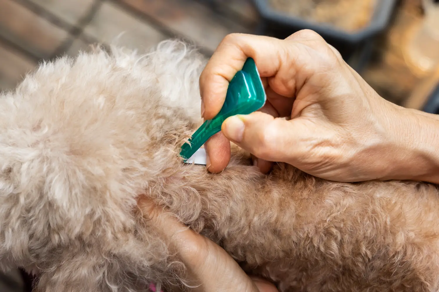 A person removing lice from a small dog’s curly fur using a green lice comb.