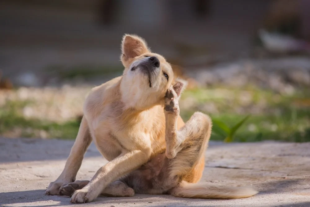 A small tan dog scratching its neck while sitting outdoors.