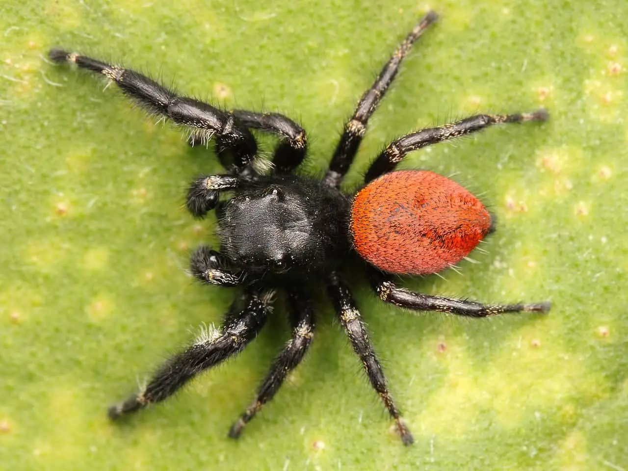 A top view of a black spider in green grass