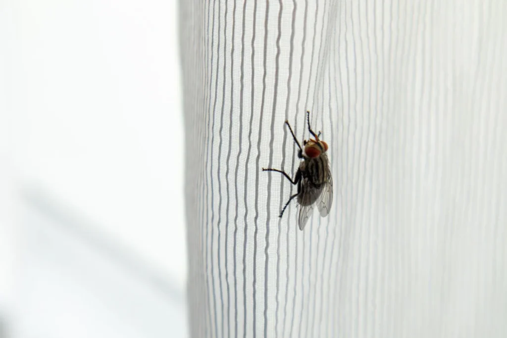 A view of a fruitfly on a curtain