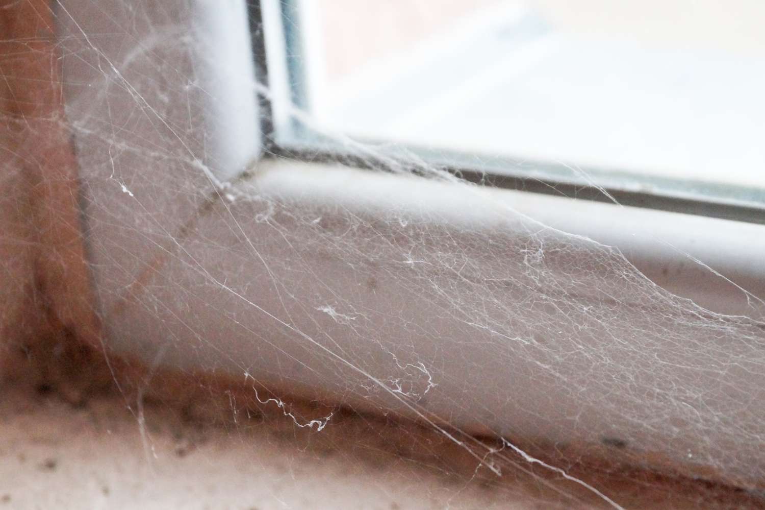 A view of a spider web