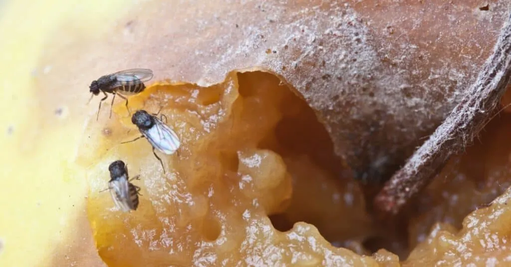 A view of fruit flies on food