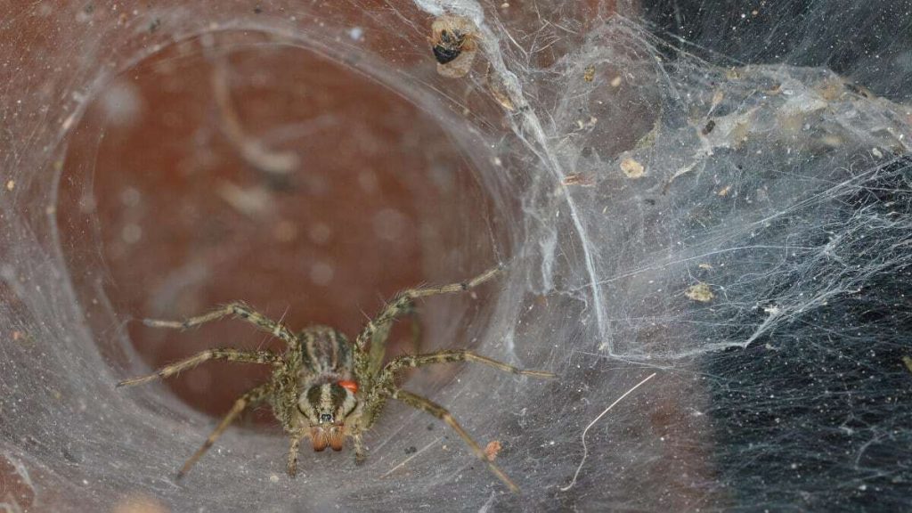 A view of grass spider crawling inside a spider web hole