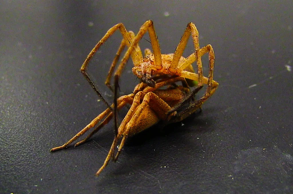 A zoomed in view of a brown spider